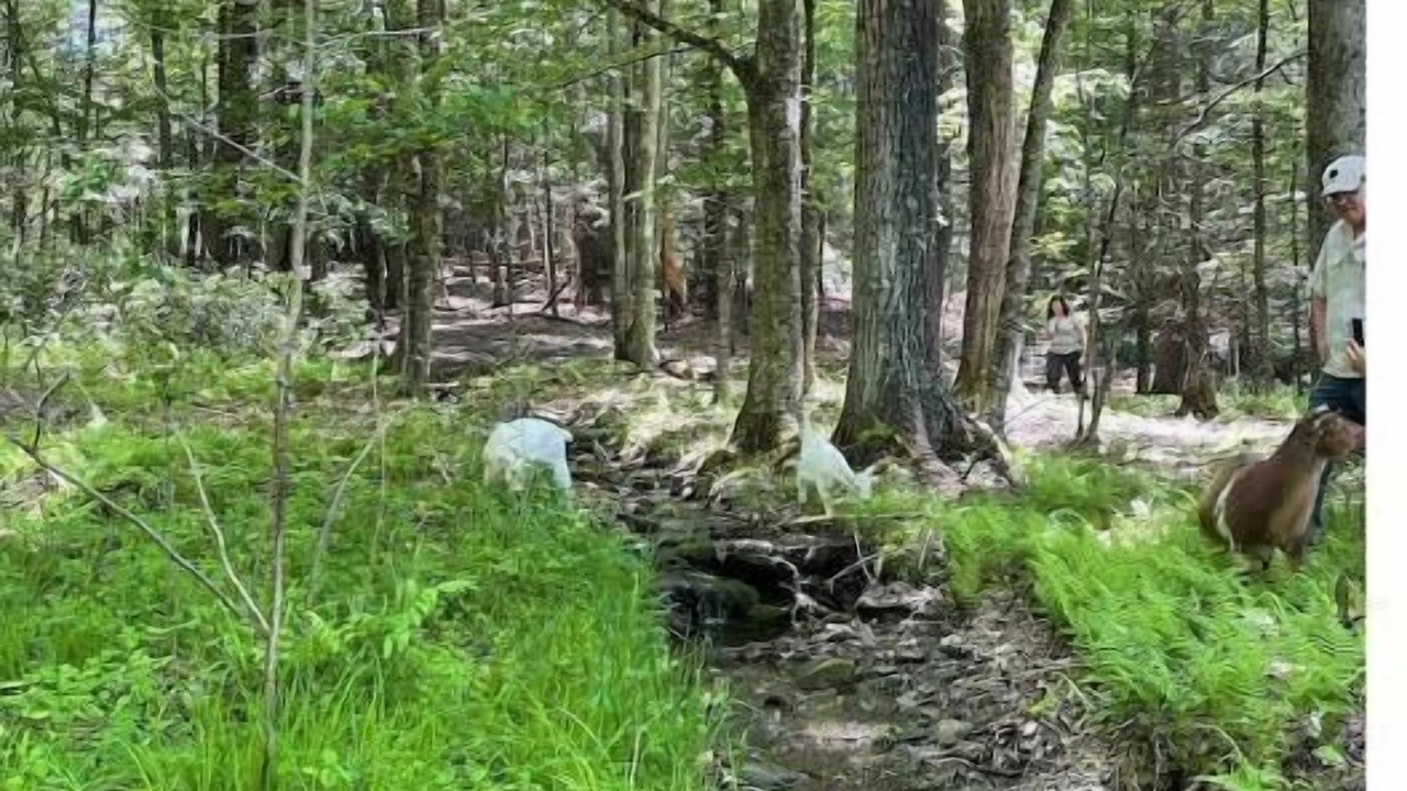 Photo of Outdoor in Oliverea