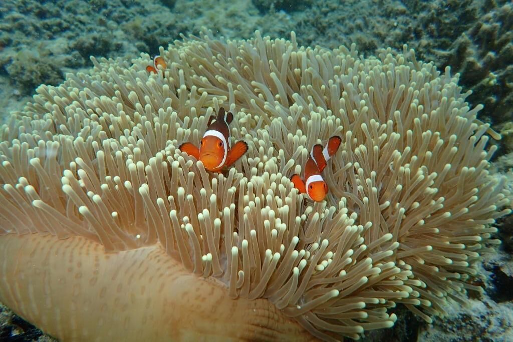 Photo of Others in El Nido