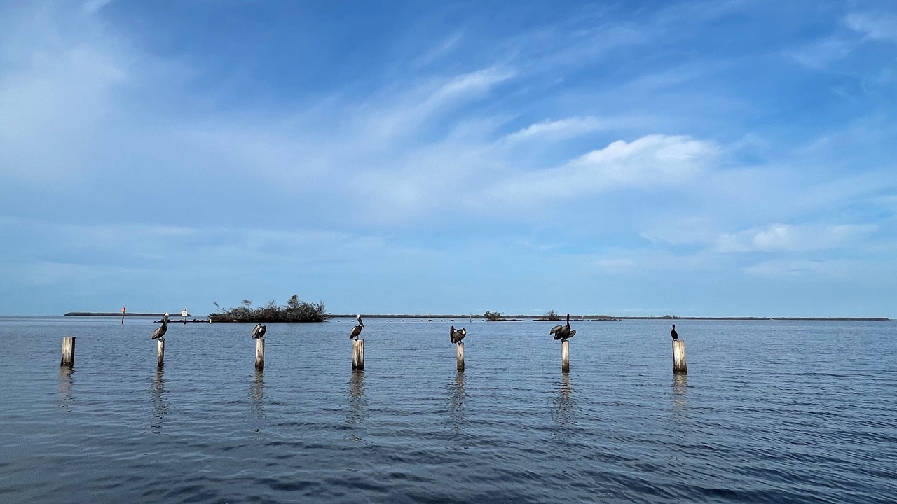 Photo of Others in Pine Island Center
