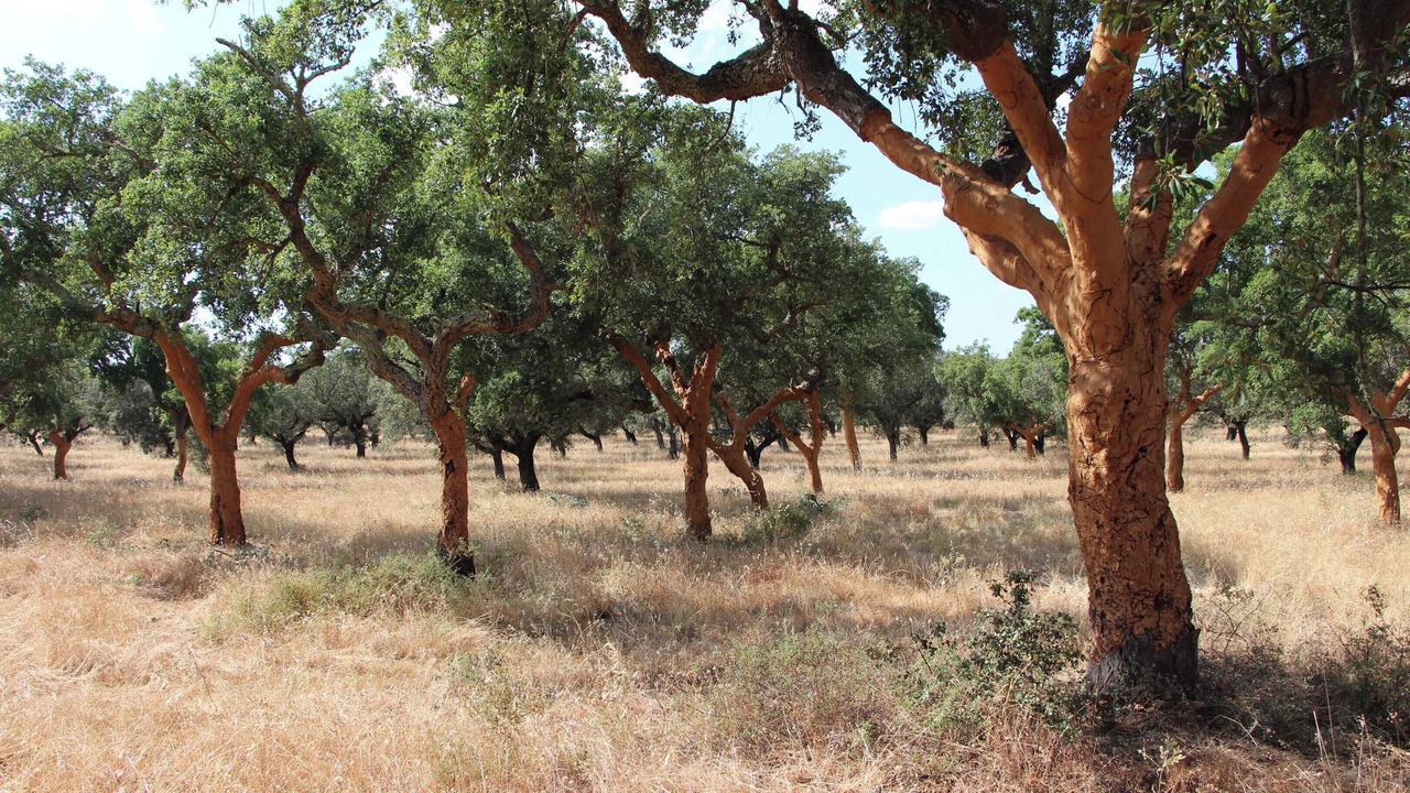 Photo of Others in Evora