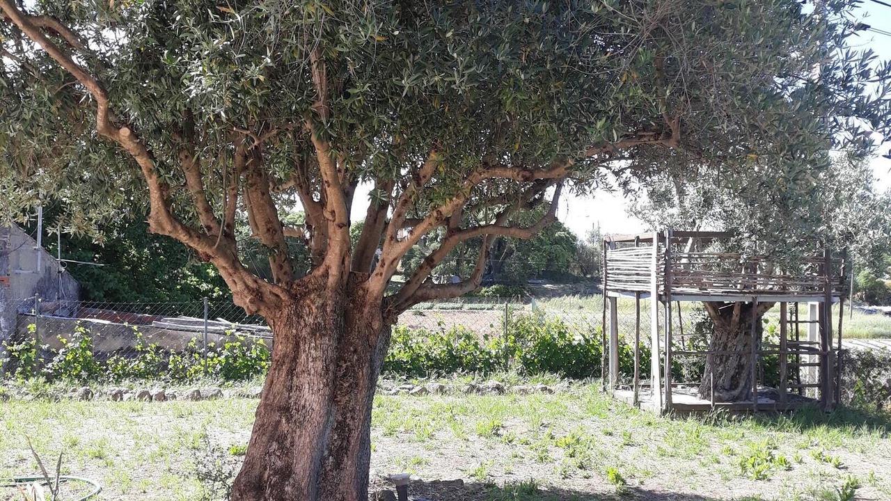 Photo of Outdoor in Monchique