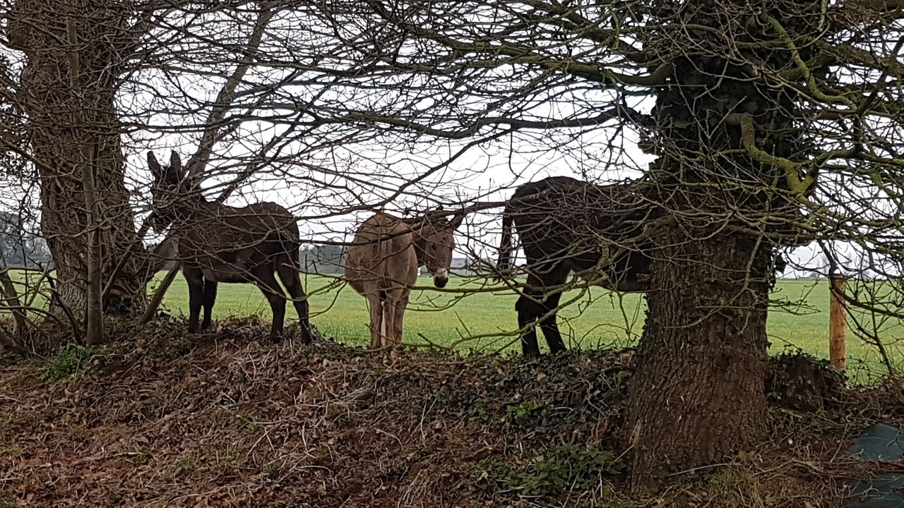 Photo of Others in Brehan