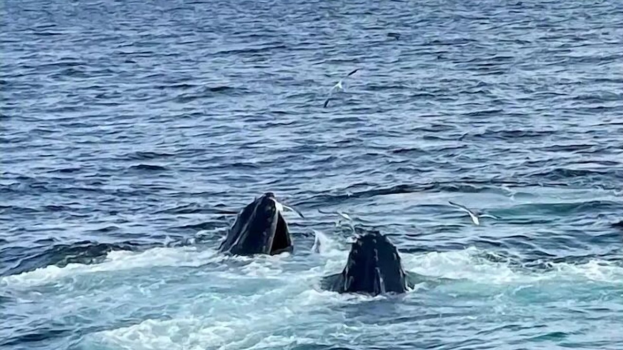 Photo of Others in West Barnstable
