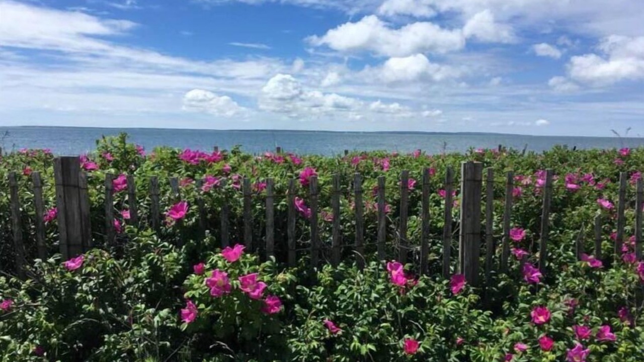 Photo of Others in West Barnstable