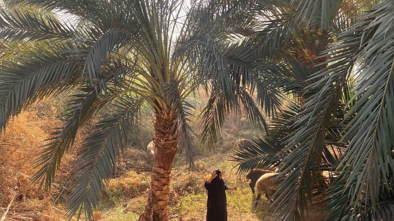 Photo of Others in Luxor