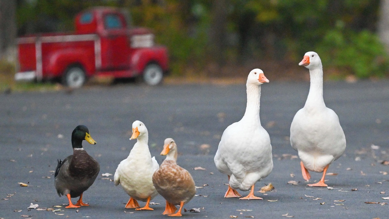 Photo of Others in Wyndham