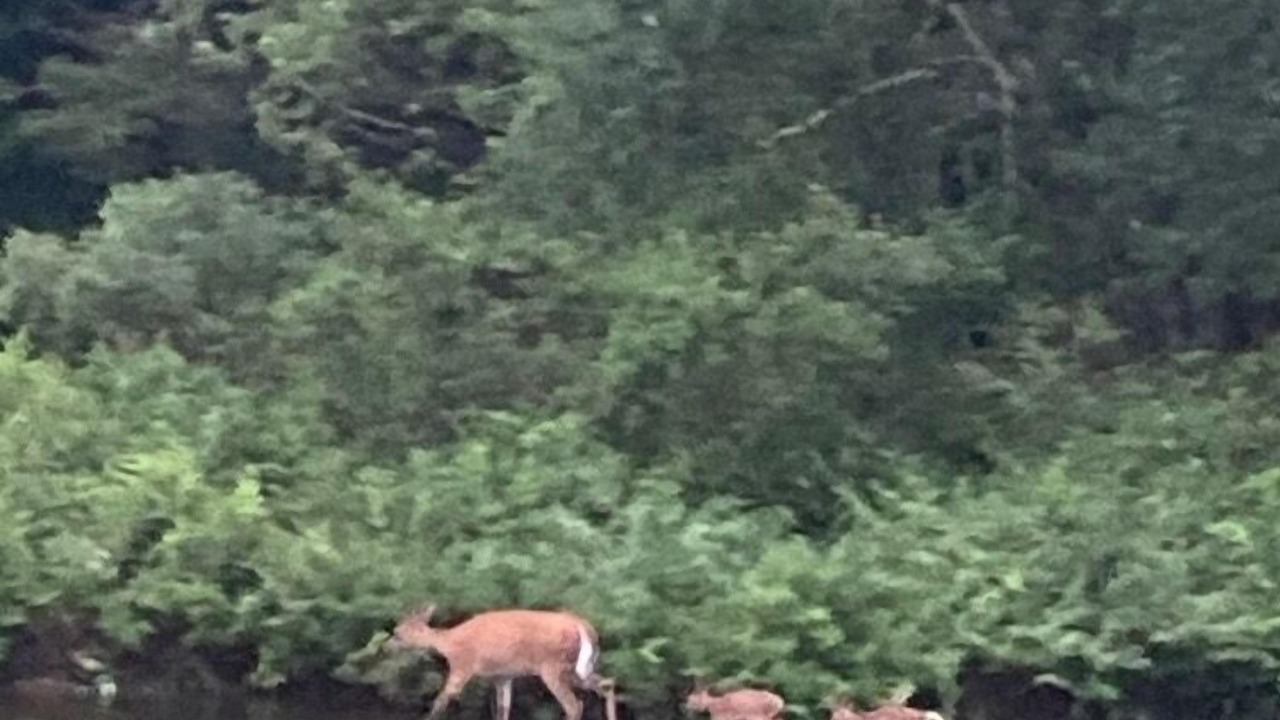 Photo of Others in Warrensburg