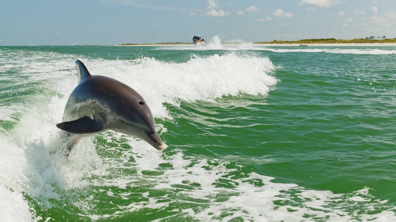 Photo of Others in Madeira Beach