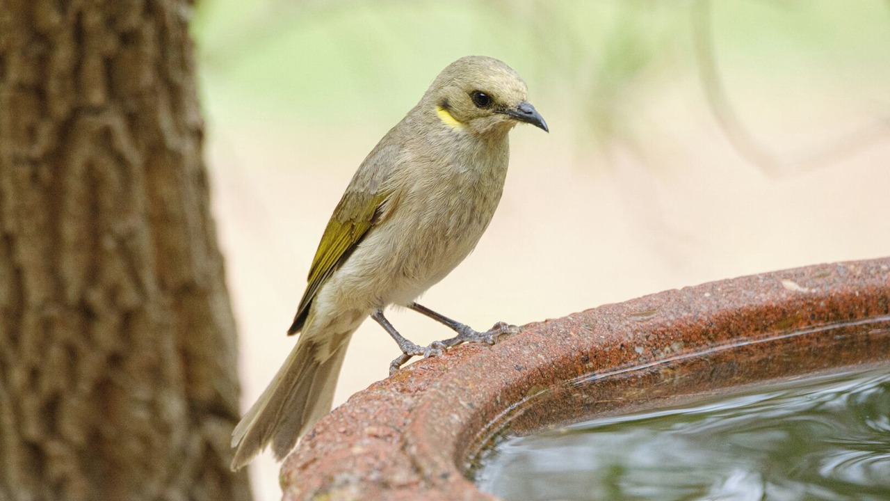 Photo of Others in Beechworth