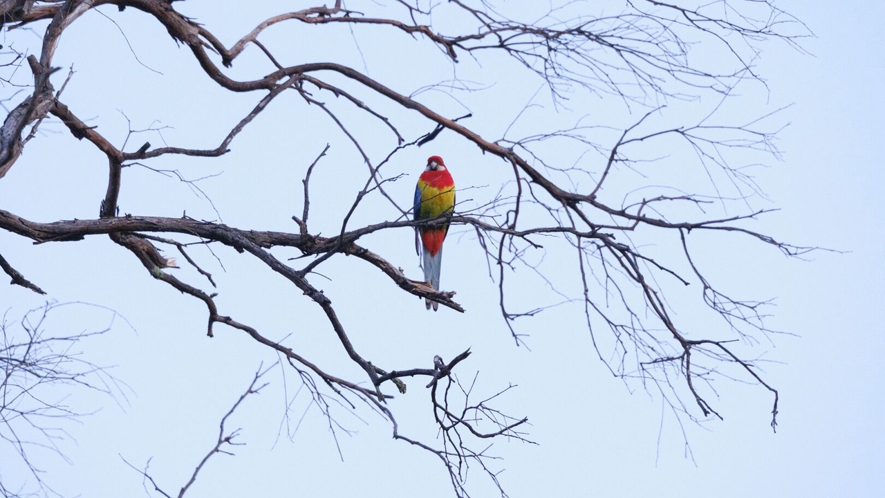 Photo of Others in Beechworth