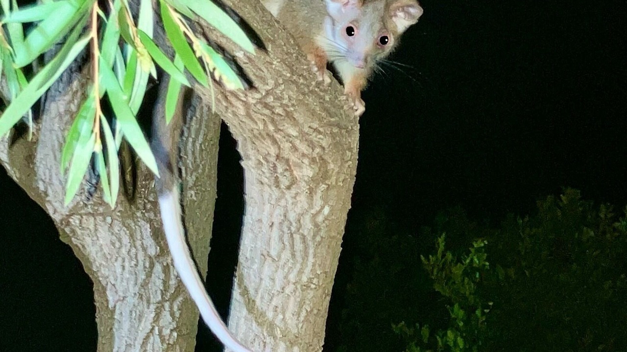 Photo of Others in Beechworth