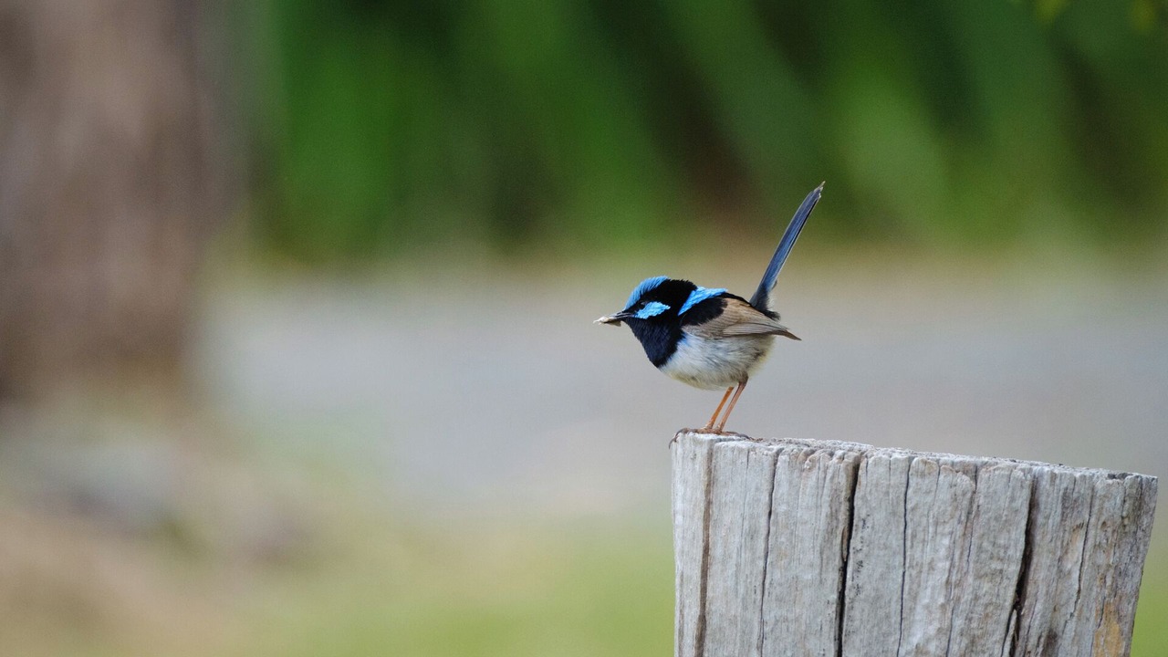 Photo of Others in Beechworth