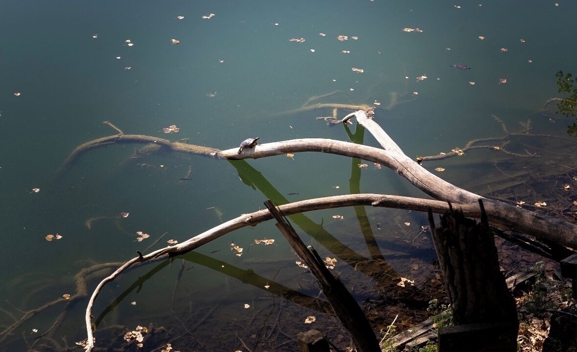 Photo of Others in Portage