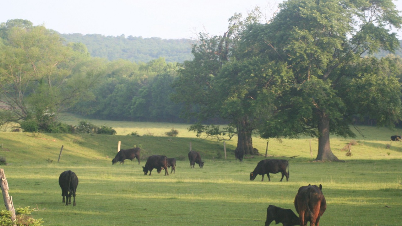 Photo of Others in Purcellville