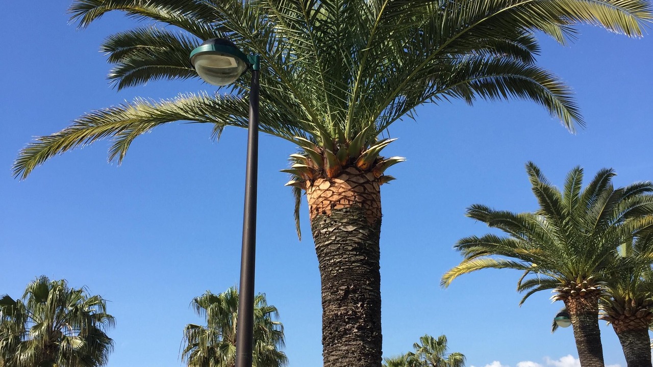 Photo of Others in Vence