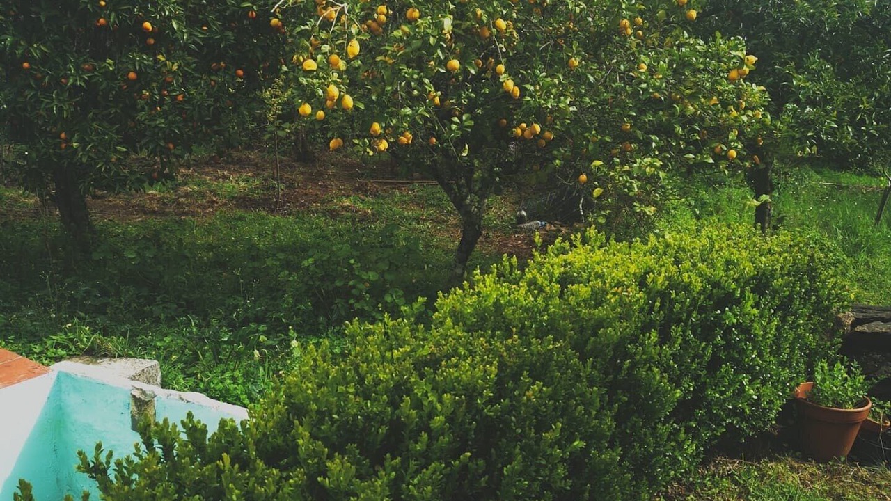 Photo of Outdoor in Ferreira do Zezere
