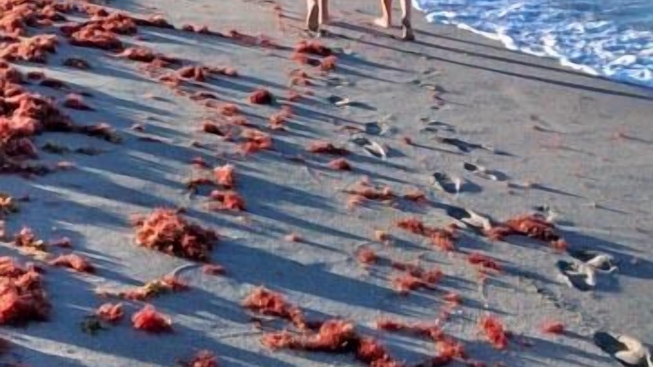 Photo of Others in Golden Beach