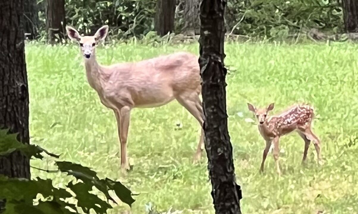 Photo of Outdoor in Woodstock