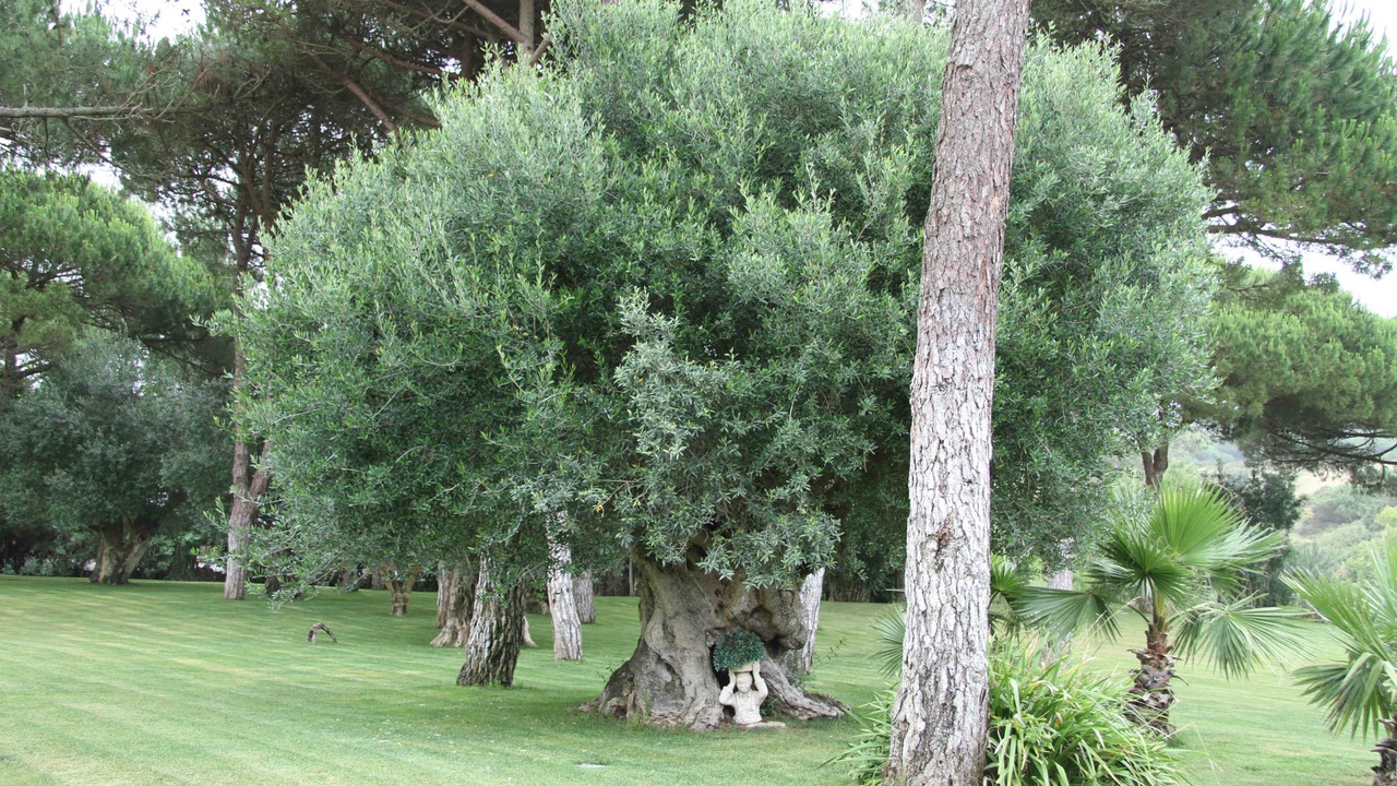 Photo of Outdoor in Azenhas do Mar