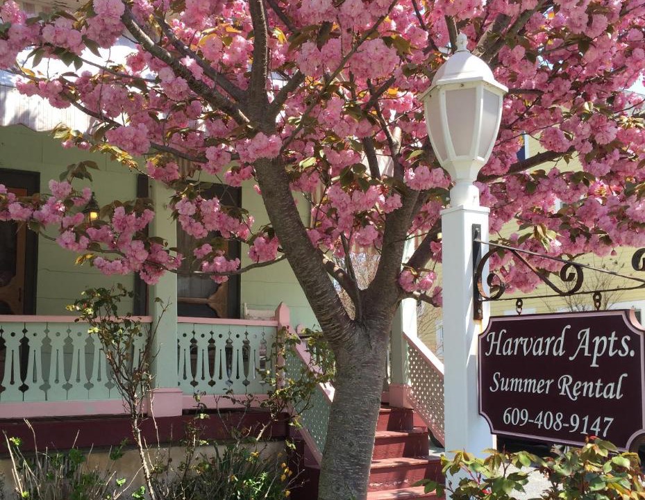 Photo of Others in Cape May