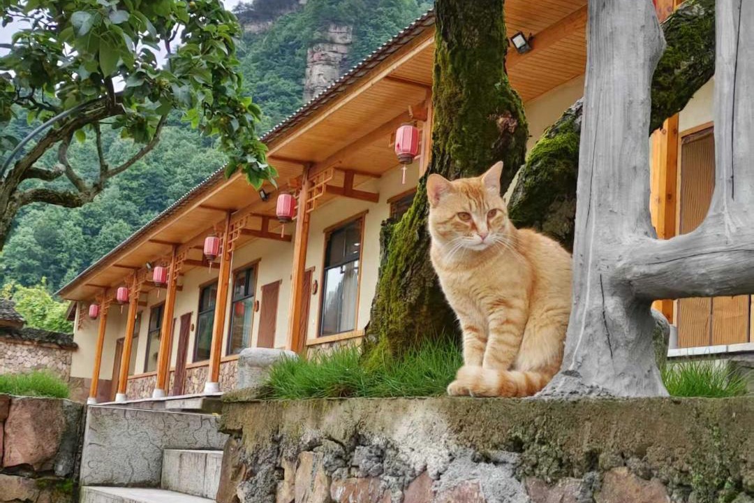 Photo of Others in Wulingyuan