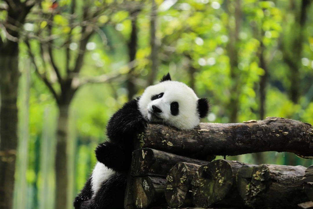 Photo of Others in Chongqing