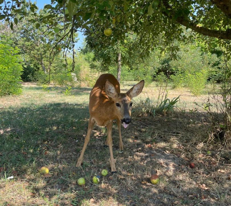 Photo of Others in Ozora