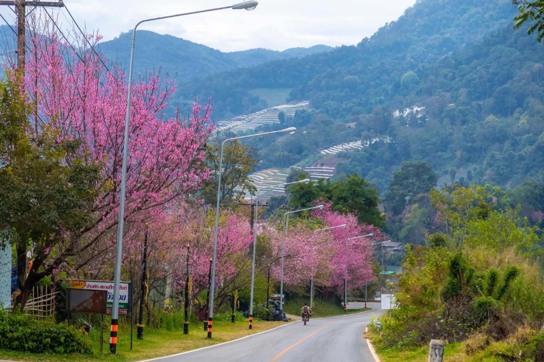 Photo of Others in Chom Thong