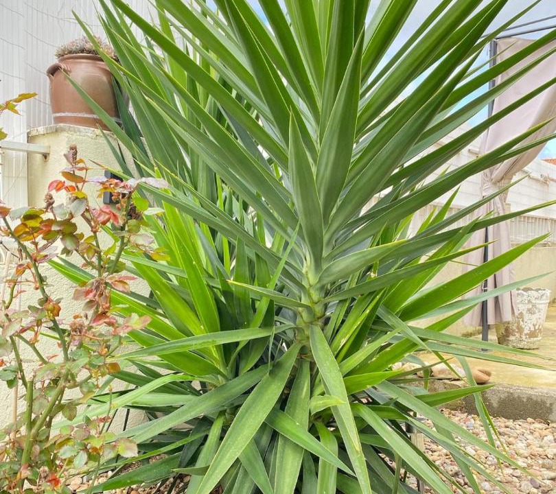 Photo of Outdoor in Alpiarca