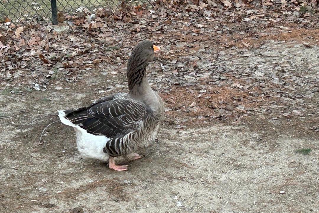Photo of Others in Billerica