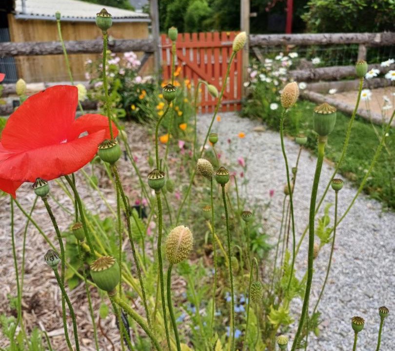 Photo of Outdoor in Scaer