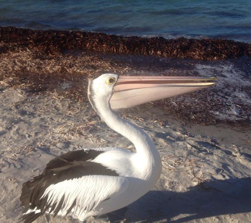 Photo of Human In Picture in Emu Bay