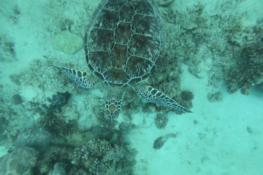 Photo of Others in Marsa Alam