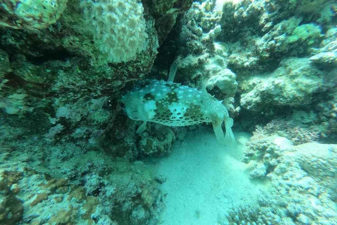 Photo of Others in Marsa Alam