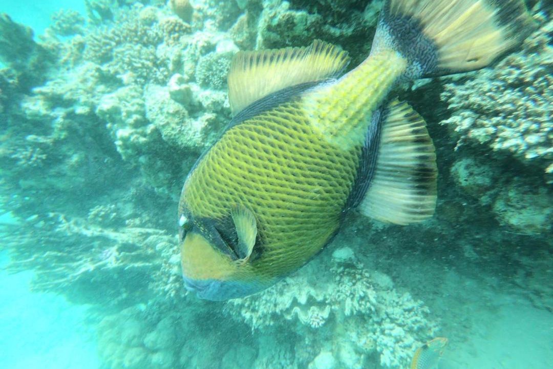 Photo of Others in Marsa Alam