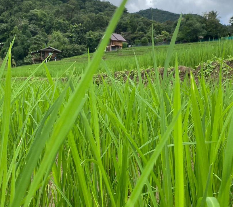 Photo of Others in Mae Chaem