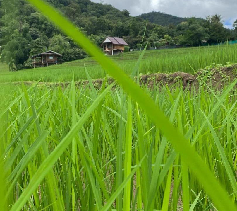 Photo of Others in Mae Chaem