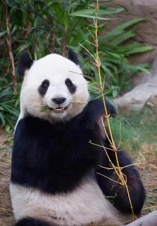 Photo of Others in Chengdu City Centre
