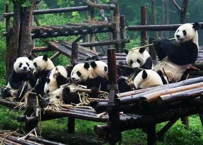 Photo of Others in Chengdu City Centre
