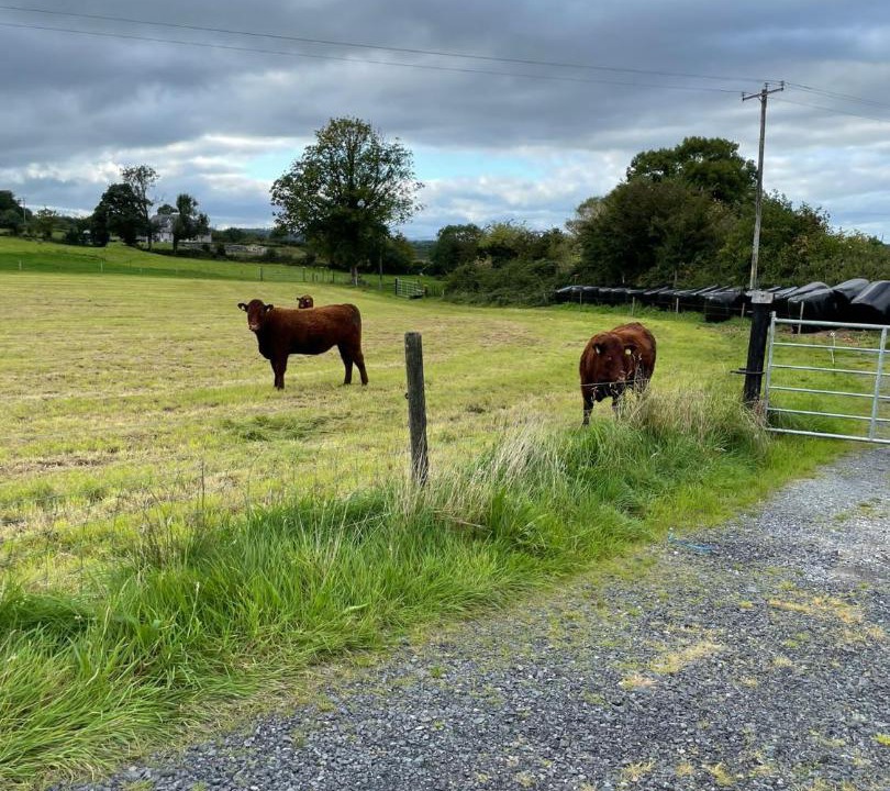 Photo of Others in Cavan