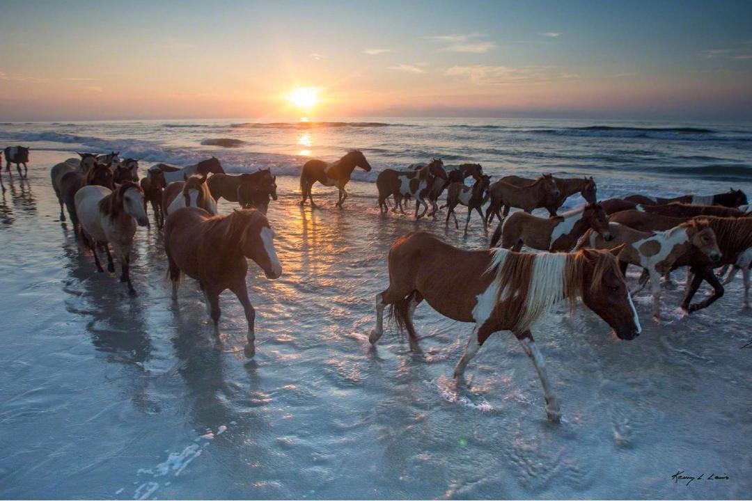 Photo of Human In Picture in Chincoteague