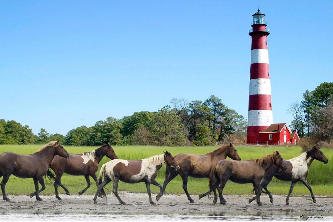 Photo of Others in Chincoteague