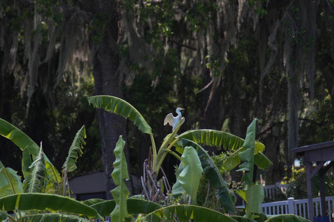 Photo of Others in Crystal River