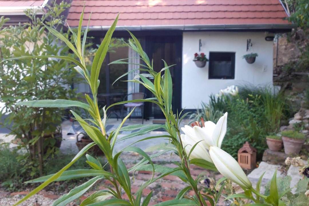 Photo of Others in Noszvaj