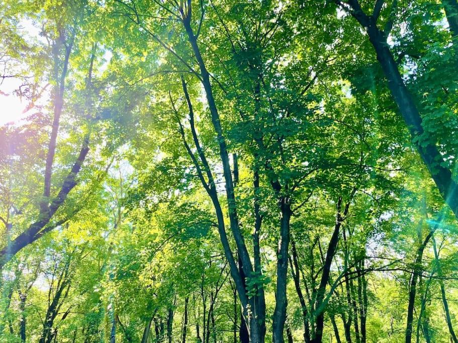 Photo of Outdoor in Montague