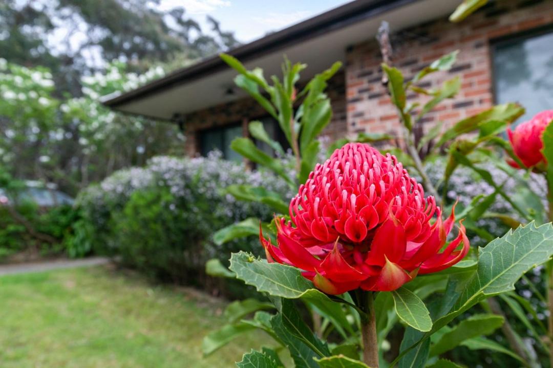 Photo of Others in Katoomba