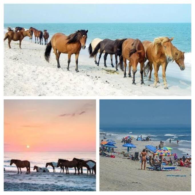 Photo of Others in Ocean Pines