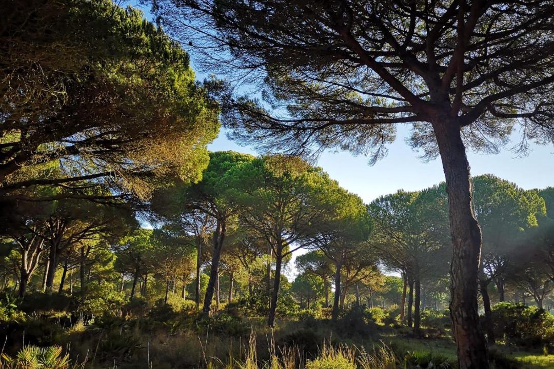 Photo of Outdoor in Conil de la Frontera City Center