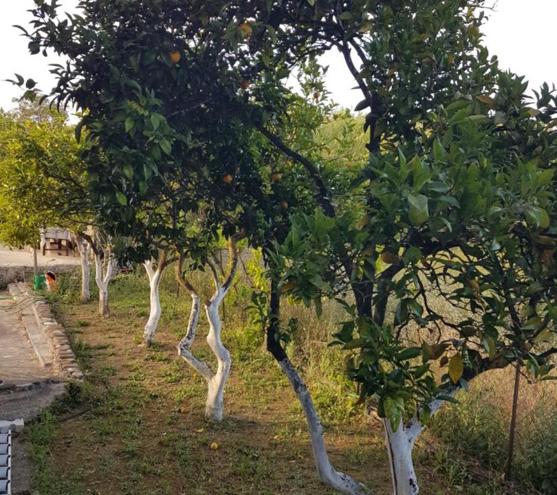 Photo of Outdoor in Agios Georgios Pagon