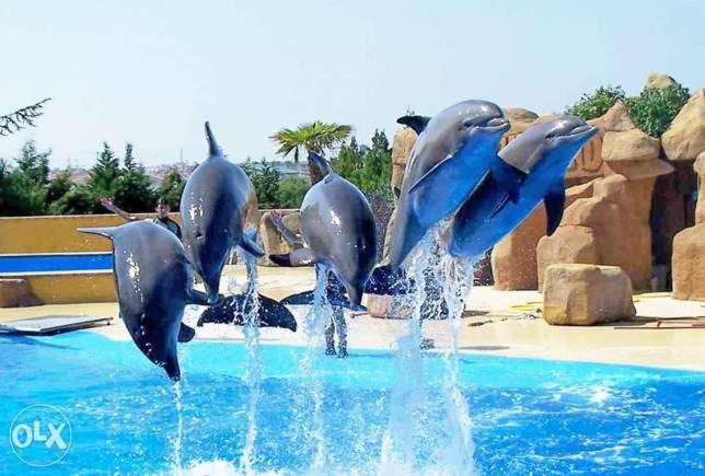 Photo of Others in Sharm El Sheikh